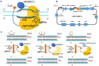 CRISPR-Assisted Multiplex Base Editing System in Pseudomonas putida KT2440